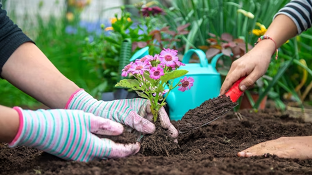 Tuinieren, het planten van een bloem