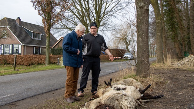 Locoburgemeester Henk Wessel laat zich door René van Staveren informeren over de laatste wolvenaanval